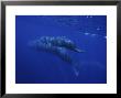 Sperm Whale, Mother And Calf, Azores, Portugal by Gerard Soury Limited Edition Print