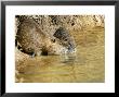 Coypu Or Nutria, Pair On Riverbank, France by Gerard Soury Limited Edition Print