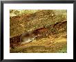 Common Shrew, Young, Uk by Les Stocker Limited Edition Print