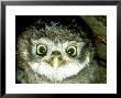 Little Owl, 3 Weeks Old, England, Uk by Les Stocker Limited Edition Print