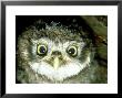 Little Owl, 3 Weeks Old, England, Uk by Les Stocker Limited Edition Pricing Art Print