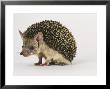 Long Eared Hedgehog by Les Stocker Limited Edition Print