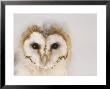 Barn Owl, Portrait Of Face by Les Stocker Limited Edition Print