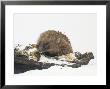 Hedgehog, Erinaceus Europaeus by Les Stocker Limited Edition Print