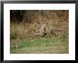 Tiger, With Sambar Prey, India by Satyendra K. Tiwari Limited Edition Print