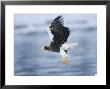 Stellars Sea Eagle, Flying Over Water With Talons Extended, Japan by Roy Toft Limited Edition Print