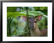 Red Brocket Deer, Portrait, Costa Rica by Roy Toft Limited Edition Print