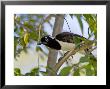 White-Naped Jay, Perched On Branch In Forest, Brazil by Roy Toft Limited Edition Print