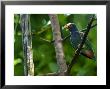 White-Crowned Parrot, Parrot Perched On Branch With Beak Open, Costa Rica by Roy Toft Limited Edition Print