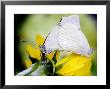 Large White Butterflies, Mating Whilst Resting On A Sunflower, West Berkshire, Uk by Philip Tull Limited Edition Print