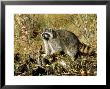 Raccoon, Procyon Lotor by Tom Ulrich Limited Edition Pricing Art Print