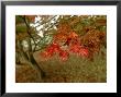 Japanese Maple, Leaves, Sussex, Uk by Ian West Limited Edition Print