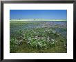 Sea Lavender, West Sussex, Uk by Ian West Limited Edition Print