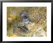 Top Knot Flat Fish, Portrait, Uk by Mark Webster Limited Edition Print