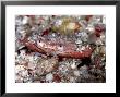 Crab, Komodo, Indonesia by Mark Webster Limited Edition Pricing Art Print