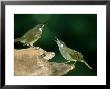 Victorias Riflebird On Log, Australia by Eric Woods Limited Edition Print