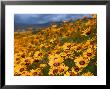 Daisy (Dimorphotheca Sinuata), Clanwilliam, South Africa, Africa by Thorsten Milse Limited Edition Print