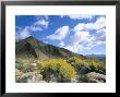 Brittlebush In Front Of Mountains, Sonoran Desert, Anza-Borrego Desert State Park, Usa by Marco Simoni Limited Edition Print