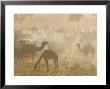 Camels In The Desert Morning Sun, Pushkar Camel Fair, India by Walter Bibikow Limited Edition Print