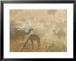 Camels In The Desert Morning Sun, Pushkar Camel Fair, India by Walter Bibikow Limited Edition Pricing Art Print