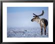 Barren Ground Caribou, Arctic National Wildlife Refuge, Alaska, Usa by Steve Kazlowski Limited Edition Print