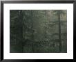 Fir Trees In Rain, Oregon, United States Of America, North America by Colin Brynn Limited Edition Print