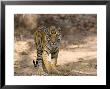 Bengal Tiger (Panthera Tigris Tigris), Bandhavgarh, Madhya Pradesh, India by Thorsten Milse Limited Edition Print