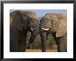 Elephants Socialising In Addo Elephant National Park, Eastern Cape, South Africa by Ann & Steve Toon Limited Edition Print