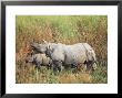 Indian One-Horned Rhinoceros (Rhino), Rhinoceros Unicornis, With Calf, Assam, India by Ann & Steve Toon Limited Edition Print