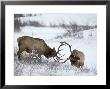 Two Bull Elk (Cervus Canadensis) Sparring In The Snow, Jasper National Park, Alberta, Canada by James Hager Limited Edition Print