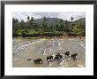 Pinnewala Elephant Orphanage Near Kegalle, Hill Country, Sri Lanka by Gavin Hellier Limited Edition Print