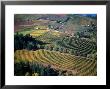 Aerial View Of A Vineyard In The Willamette Valley, Oregon, Usa by Janis Miglavs Limited Edition Print