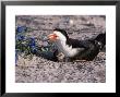 Black Skimmer, Texas, Usa by Dee Ann Pederson Limited Edition Pricing Art Print