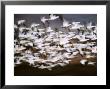 Snow Geese In Flight, Skagit Valley, Skagit Flats, Washington, Usa by Charles Sleicher Limited Edition Print