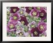 Heleborus Flower Design, Sammamish, Washington, Usa by Darrell Gulin Limited Edition Print