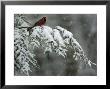 A Male Northern Cardinal Sits On A Pine Branch In Bainbridge Township, Ohio, January 24, 2007 by Amy Sancetta Limited Edition Print