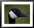 Canada Goose At The Sunset Zoo In Kansas by Joel Sartore Limited Edition Print