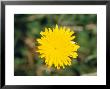 Bright Yellow Alpine Wildflower Shows It's Petals To The Sun, Alpine Nationals Park, Australia by Jason Edwards Limited Edition Print