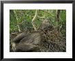 Great Grey Owl With Prey Of Red Squirrel In Nest, Alaska by Michael S. Quinton Limited Edition Print