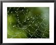 Spider Web Covered With Dew, Groton, Connecticut by Todd Gipstein Limited Edition Pricing Art Print