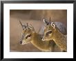 Two Klipspringers At The Henry Doorly Zoo In Omaha, Nebraska by Joel Sartore Limited Edition Pricing Art Print