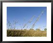 Big Bluestem Grass At Nine Mile Prairie by Joel Sartore Limited Edition Pricing Art Print