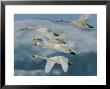 Group Of Whooper Swans In Flight by Tim Laman Limited Edition Print