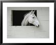 Horse Sticks His Head Out Of A Window In A Cinderblock Stable by Michael Melford Limited Edition Print