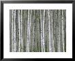 Aspen Tree Trunks In Summer by John Eastcott & Yva Momatiuk Limited Edition Pricing Art Print