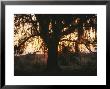Spanish Moss Draped, Silhouetted Oak Tree At Twilight by Raymond Gehman Limited Edition Print