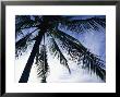 Silhouette Of A Palm Tree by Marc Moritsch Limited Edition Print