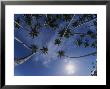 Fisheye Lens View Of Palm Trees Reaching For The Sky by Carsten Peter Limited Edition Print