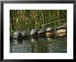 Turtles Line Up On The Safe Side Of An Alligator by Raymond Gehman Limited Edition Print