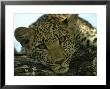 Female Leopard, Panthera Pardus, Resting On A Log, Mombo, Okavango Delta, Botswana by Beverly Joubert Limited Edition Print